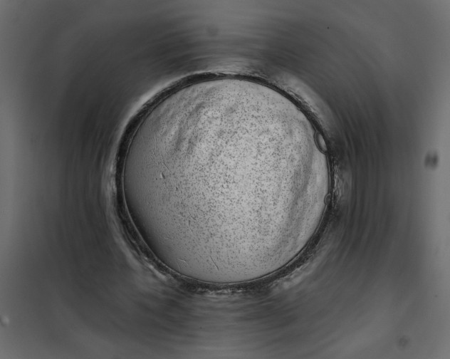 X0000101990532200808081638