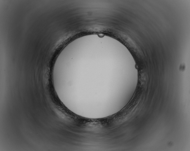 X0000101990544200808081638