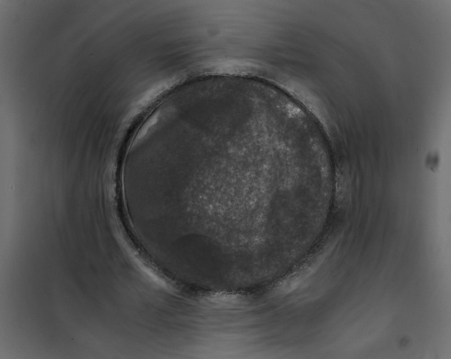 X0000101990581200808081638