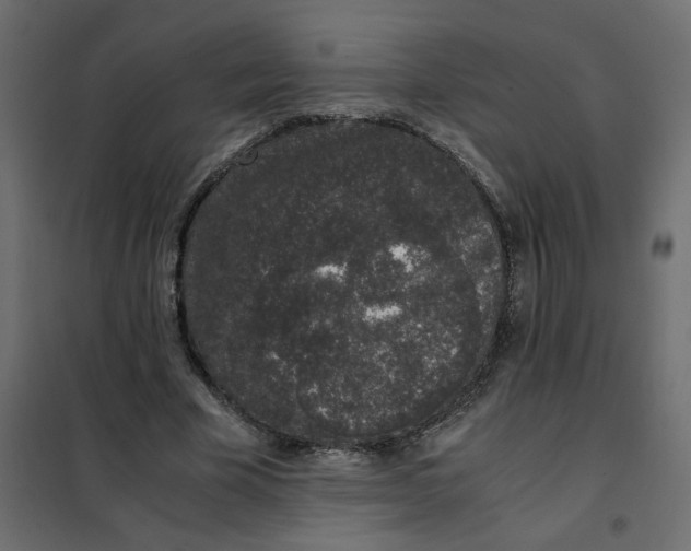 X0000101990585200808081637