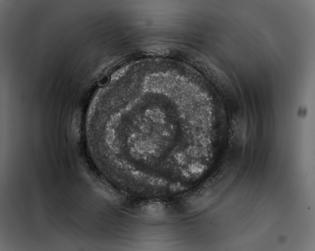 X0000101990600200808081637