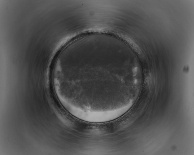 X0000101990678200808081636