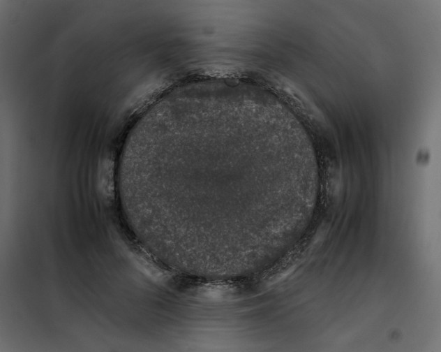 X0000101990696200808081636