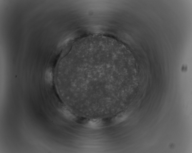 X0000101990720200808081635