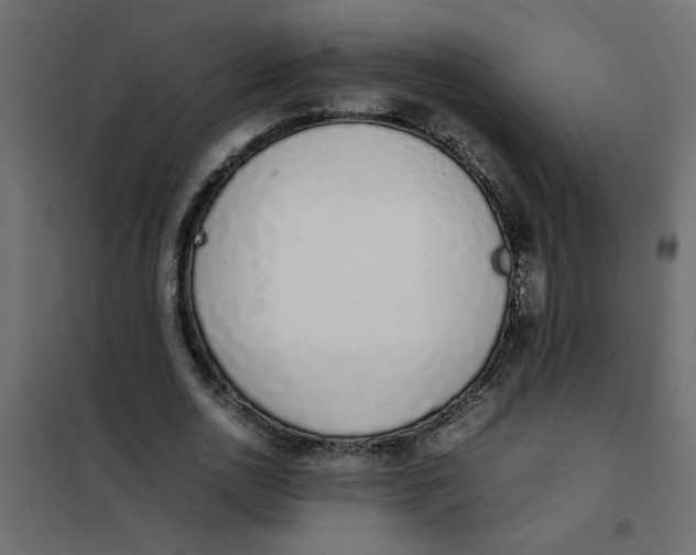 X0000101990726200808081635