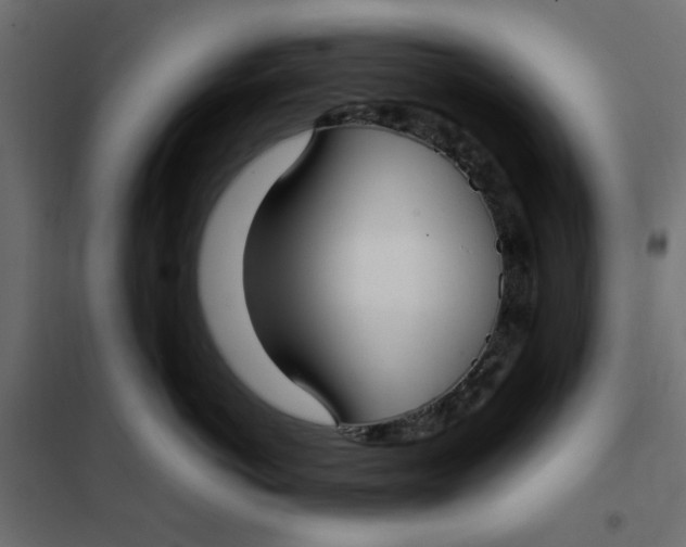 X0000101990766200808081635