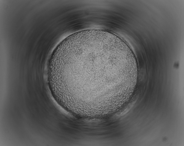 X0000101990851200808081633