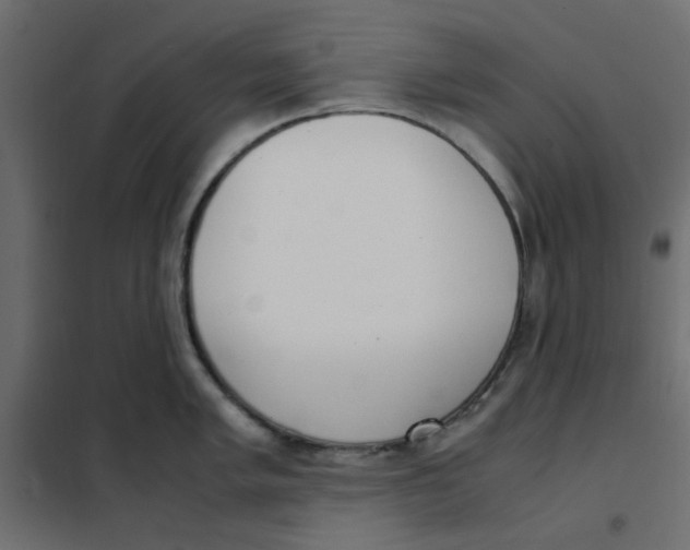 X0000101991005200808081631