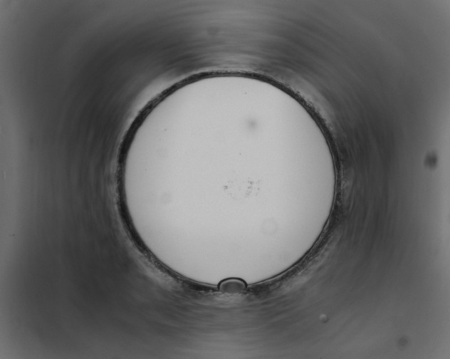 X0000101991085200808081629