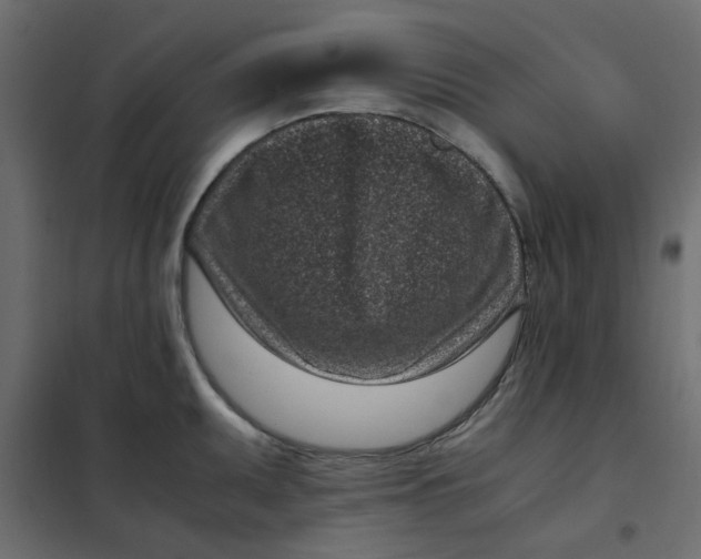 X0000101991095200808081629