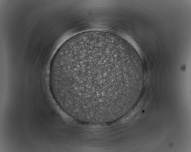 X0000101991099200808081629