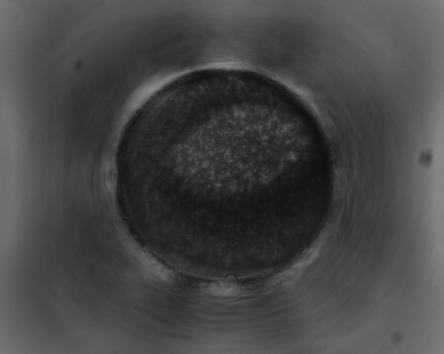 X0000101991319200808081625