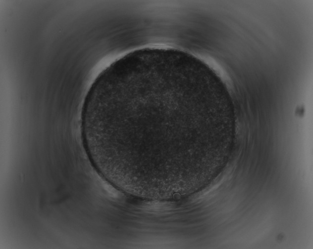 X0000101991327200808081625