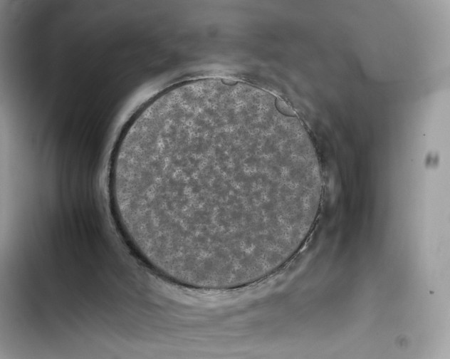 X0000101990006200808151435