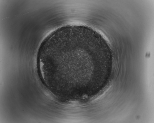 X0000101990391200808151429