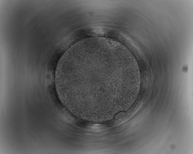 X0000101990467200808151428