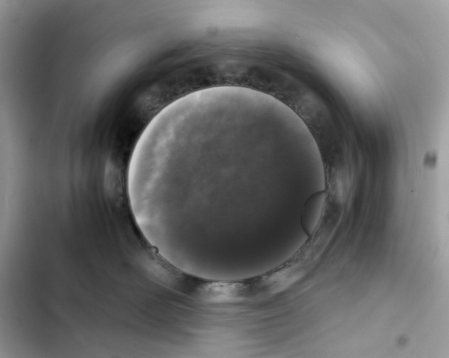 X0000101990526200808151427