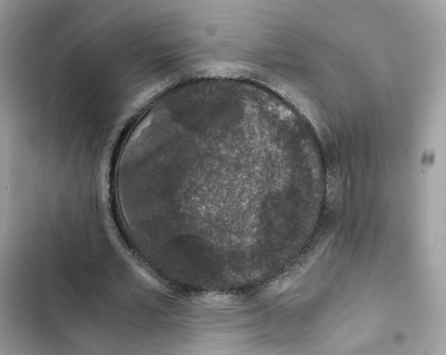 X0000101990581200808151426