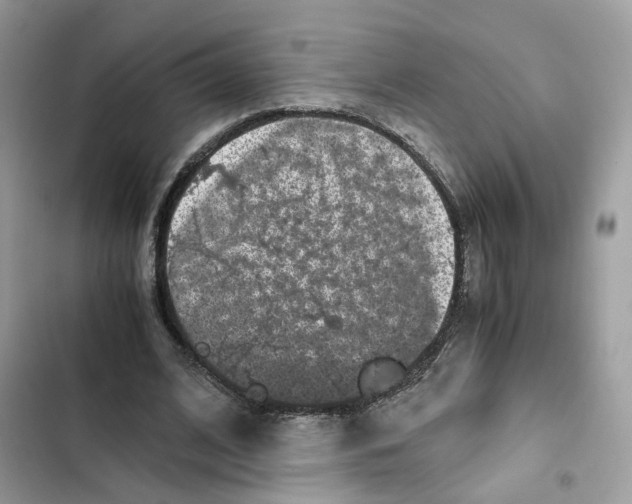 X0000101990584200808151426