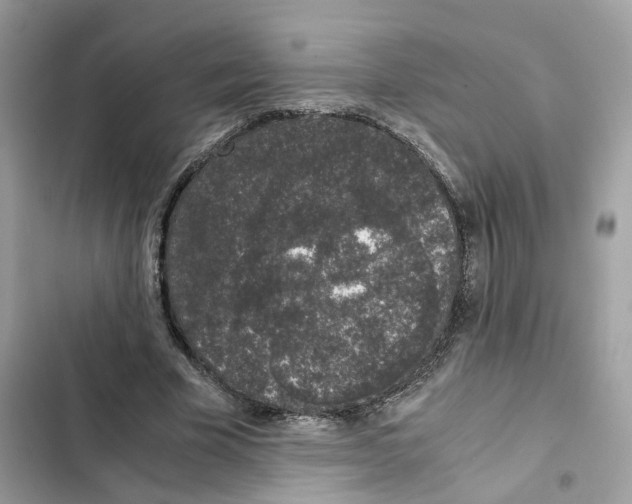 X0000101990585200808151426