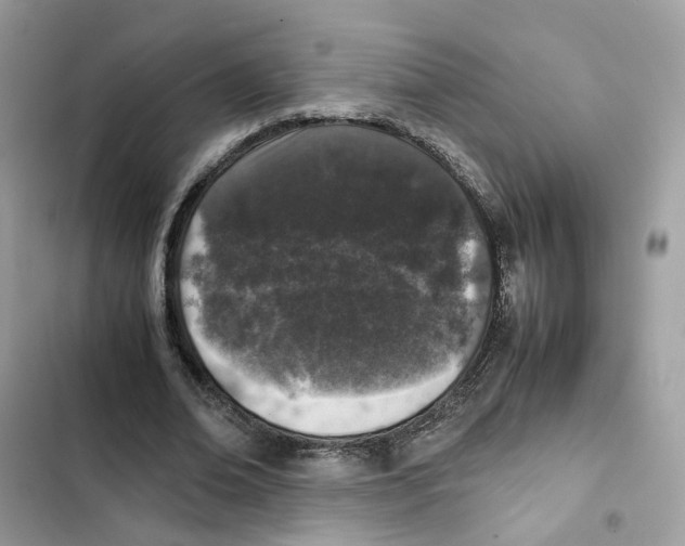 X0000101990678200808151424