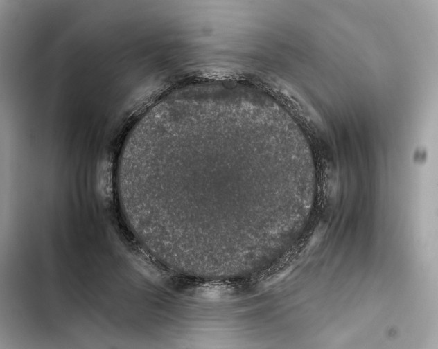 X0000101990696200808151424