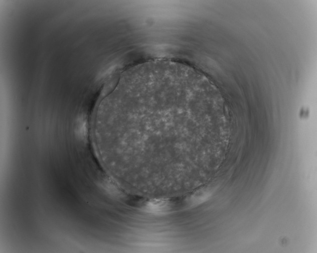 X0000101990720200808151424