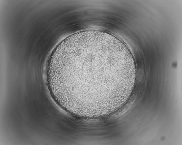 X0000101990851200808151422