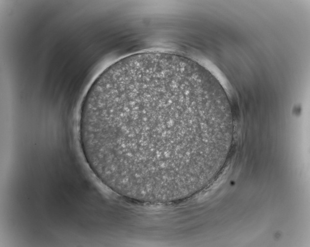X0000101991099200808151418