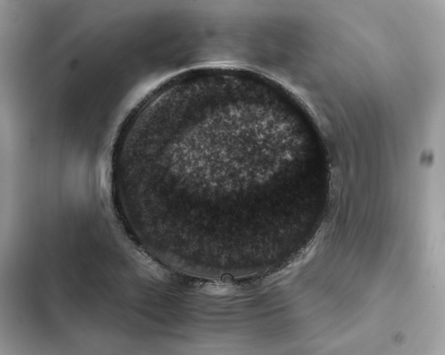 X0000101991319200808151415