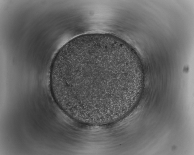 X0000101991459200808151413