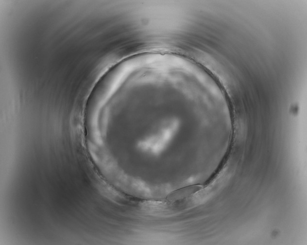 X0000101991481200808151412