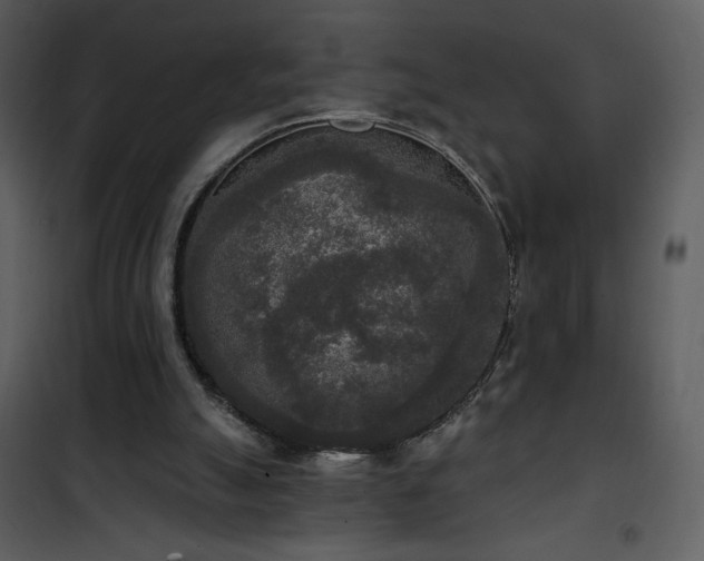 X0000102000055200807181214