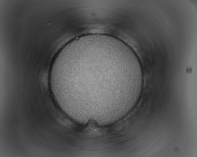 X0000102000297200807181211