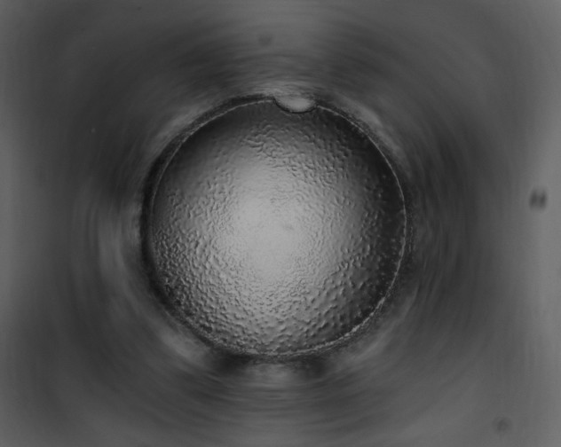 X0000102000299200807181211