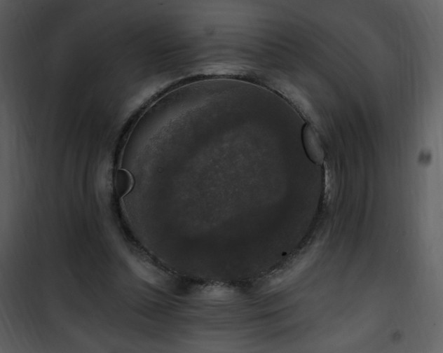 X0000102000348200807181210