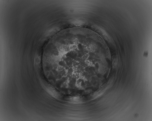 X0000102000365200807181210