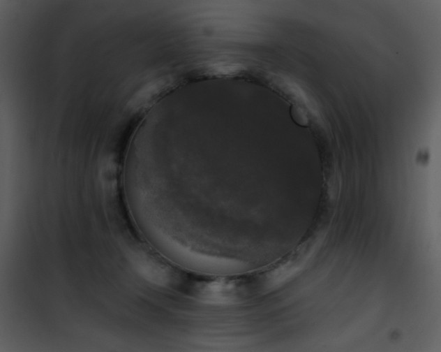 X0000102000366200807181210