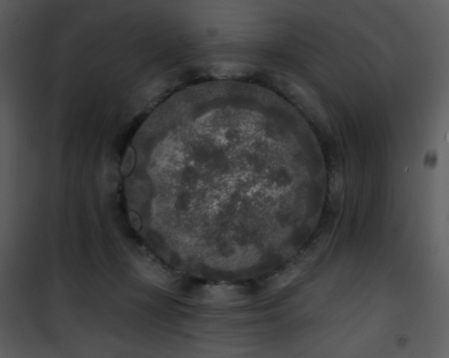 X0000102000367200807181210