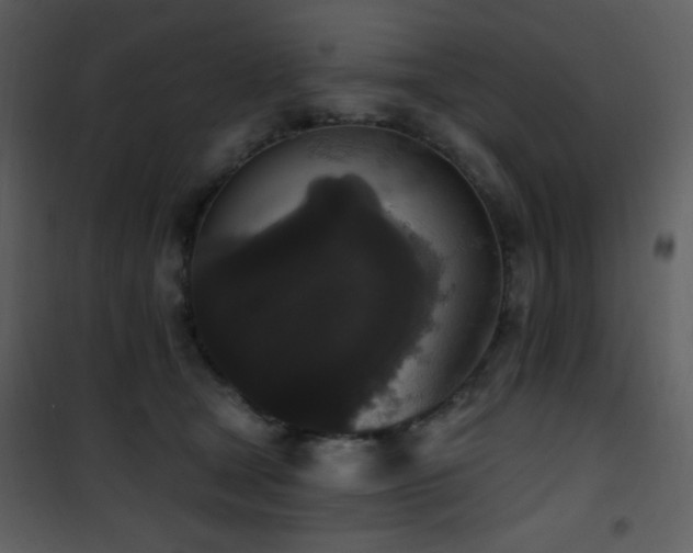 X0000102000465200807181209