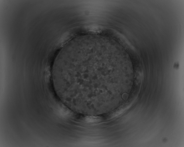 X0000102000707200807181205