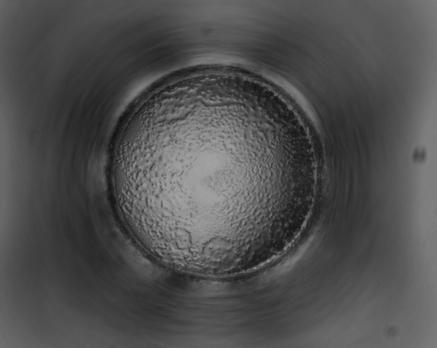 X0000102000783200807181204