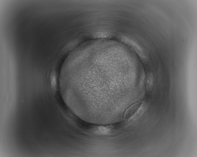 X0000102000166200807251253