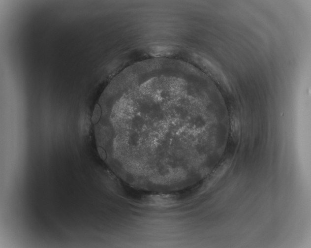 X0000102000367200807251251