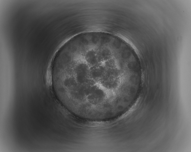 X0000102000925200807251243