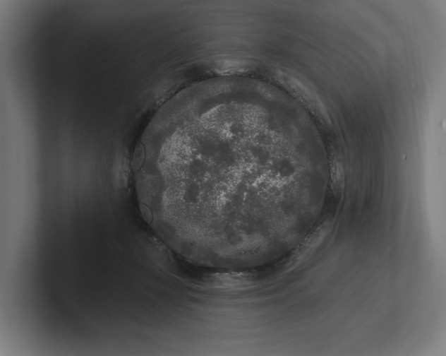 X0000102000367200808011126