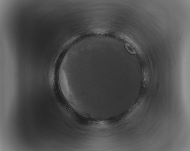 X0000102000492200808011125