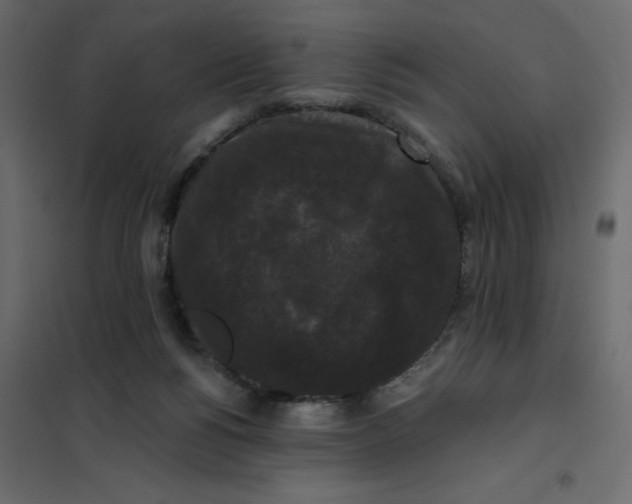 X0000102000168200808081709