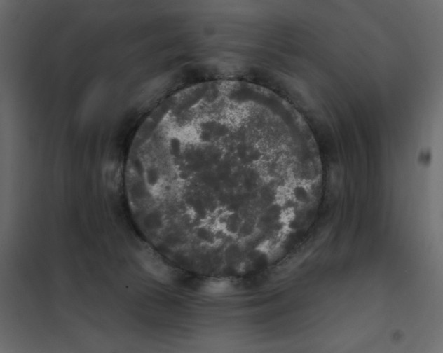 X0000102000177200808081709