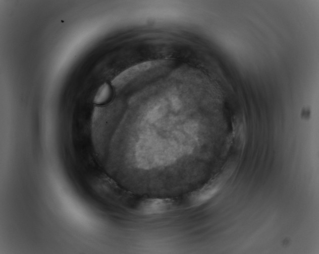 X0000102000239200808081708